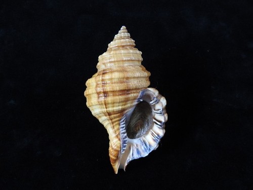 Muschel cymatium parthenopeus - muschel,
