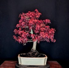 BONSAI JAPANISCHER ROTER