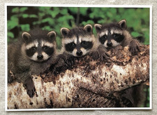 1 AK XXL Waschbär Kleinbär