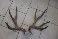 Weißwedel Maultierhirsch Geweihstange Hirschgeweih Geweih Horndekoration