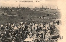 CPA 21 - Weinbau (Côte d'Or)