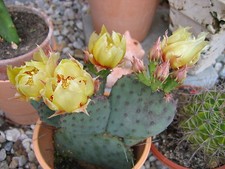 Feige KAKTUS Feige "Opuntie" riesengroße rote Früchte  rund dunkelrot, süß