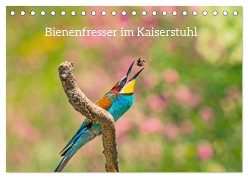 Bienenfresser kaiserstuhl - bienenfresser, im