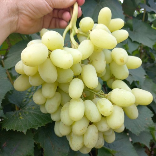 Weinrebe weintraube - weinrebe,