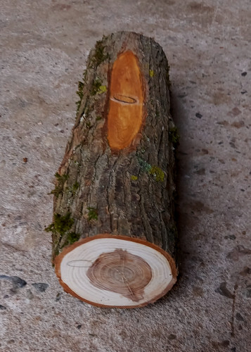 Eibenholz rundholz ca 9 5 - rundholz,, Ø