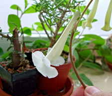 Sinningia tubiflora, drei kräftige Knollen, Caudex, rar