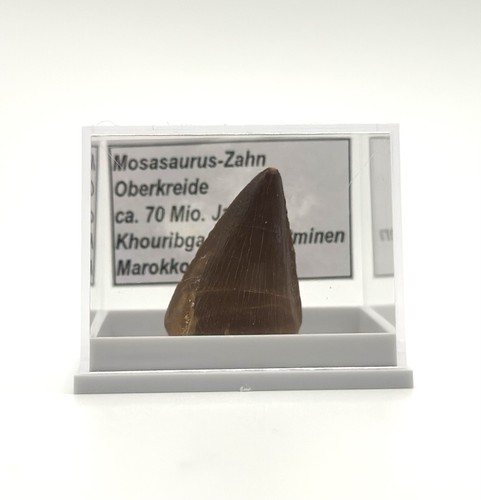 Schöner mosasaurus zahn - mosasaurus,