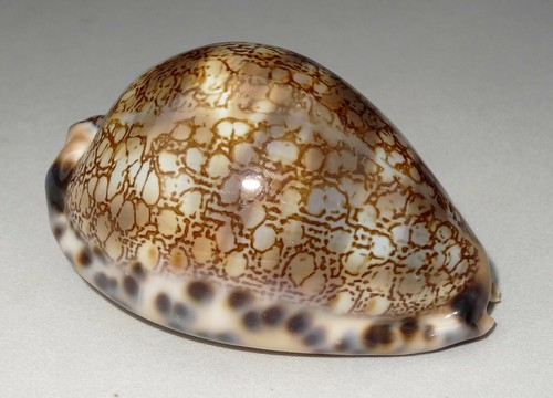 Meeresschnecke cypraea grayana - meeresschnecke,