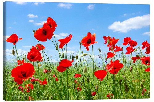 Leinwandbild rote mohnblumen - rote,