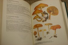 Handbuch Pilzfreunde Band 4, Pilzkunde Mykologie Farbtafeln 300 Pilzarten 1981