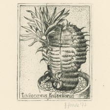 Echinocereus Knippelianus