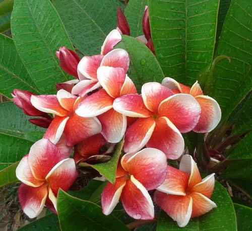 Frangipani plumeria 105 - frangipani, j