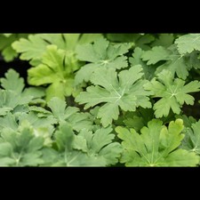 Geranium macrorrhizum 'Spessart' - Garten-Storchschnabel 'Spessart' - 9cm Topf 