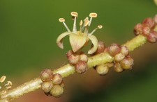 COROMANDEL - INDISCHER GUMMIBAUM - LANNEA COROMANDELICA 5+ SAMEN E 420