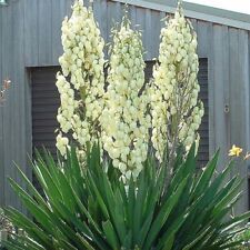 Fädige PALMLILIE im Topf