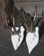 2x  ca 30cm präparat Geweih Bockgeweih Reh Rotwild jagd trophäe WEIß GOLD