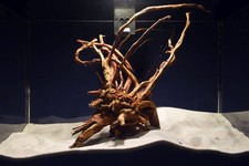 Aquarium Wurzel / Scaperholz Slim Wood 26cm / Aquarium Deko NEU! #300