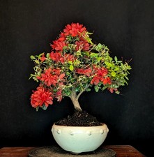 BONSAI JAPANISCHE AZALEE