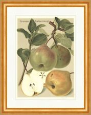 Grosser Katzenkopf Cattilac Pfundbirne Birnensorten Obstsorten 16 Gerahmt