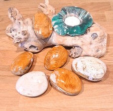 Versteinerte Muschel