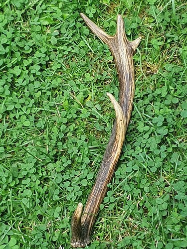 Abwurfstange geweih - abwurfstange,