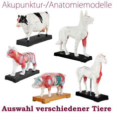 Akupunktur Anatomie Figur TCM Modell Auswahl Tier Muskelmodell MedMod
