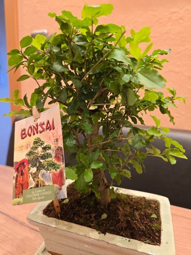 Bonsai ulmus parvifolia - bonsai, -ulmus