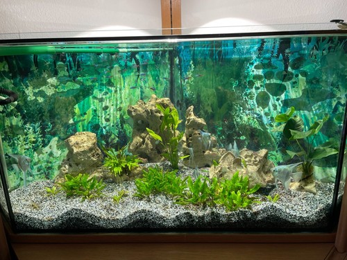 Aquarium komplett mit filter - aquarium,