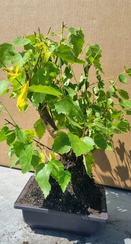 Bonsai birkenbaum - ,