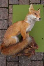 Fuchs, Jungfuchs, Präparat, Tierpräparat