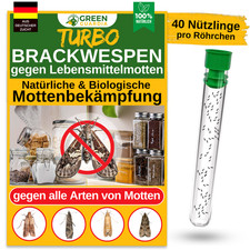 Brackwespen gegen