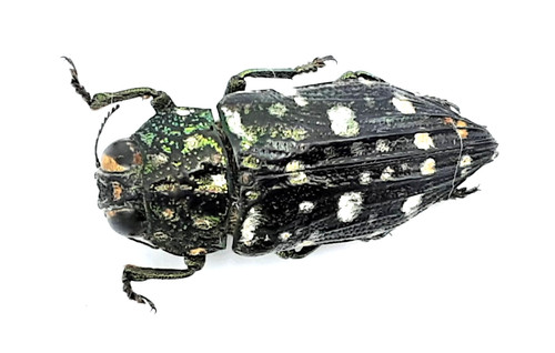 Buprestidae dicercomorpha - buprestidae,,