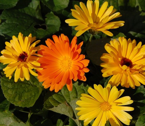500 samen hohe - 500,