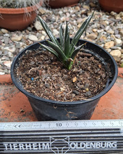 Agave toumeyana var bella - toumeyana, var.