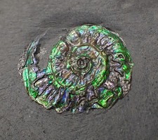 Junger grün irisierender