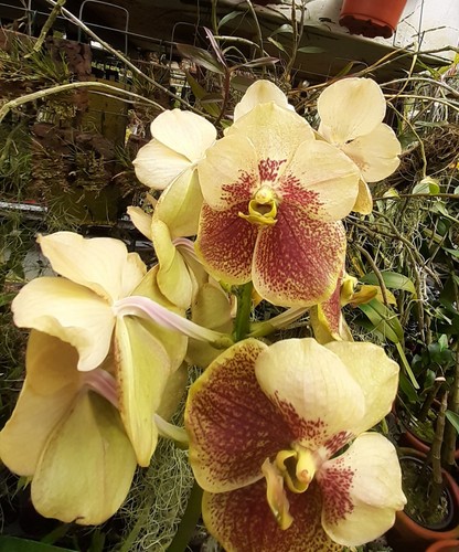 Orchidee vanda hybride sunanda - orchidee,