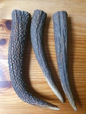 Geweihspitzen Abwurfstangen  Hirschgeweih Hirschhorn Mittelalter Basteln Horn