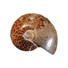 Ammonit Madagaskar 6x5cm