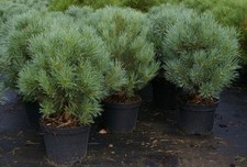 Pinus sylvestris Watereri -
