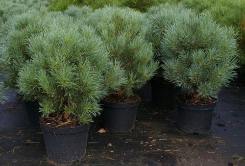 Pinus sylvestris watereri - sylvestris,