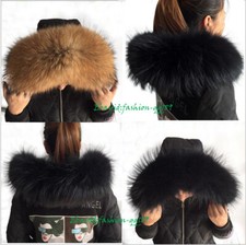 XXXL Echt Waschbären