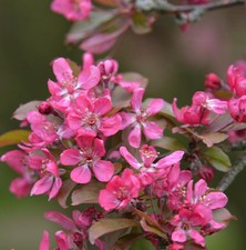 Zierapfel Hopa 60-80cm - Malus