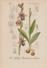 Bertolonis Ragwurz (Ophrys