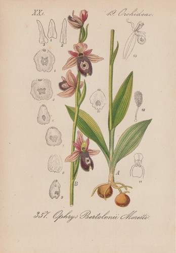 Bertolonis ragwurz ophrys - bertolonis, (ophrys