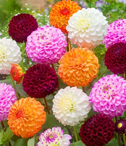 Dahlien blumenknollen - dahlien,