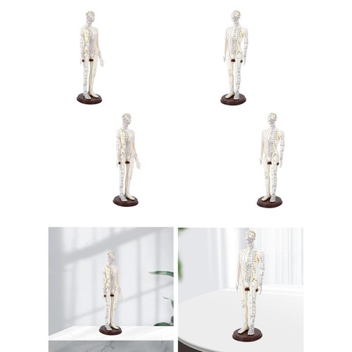 Akupunkturmodell pvc studie - pvc, -studie