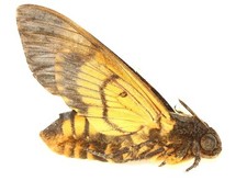 LEPIDOPTERA, SPHINGIDAE