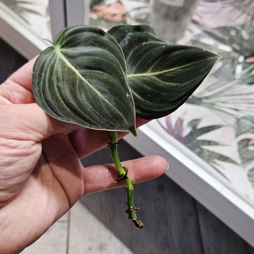 Philodendron melanochrysum - philodendron,