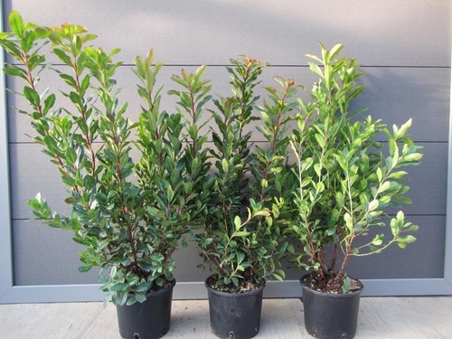 Arbutus unedo westl - unedo,