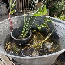 Alte  Zinkwanne Miniteich mit Teichpflanzen 4 Stück 70 Liter Wanne